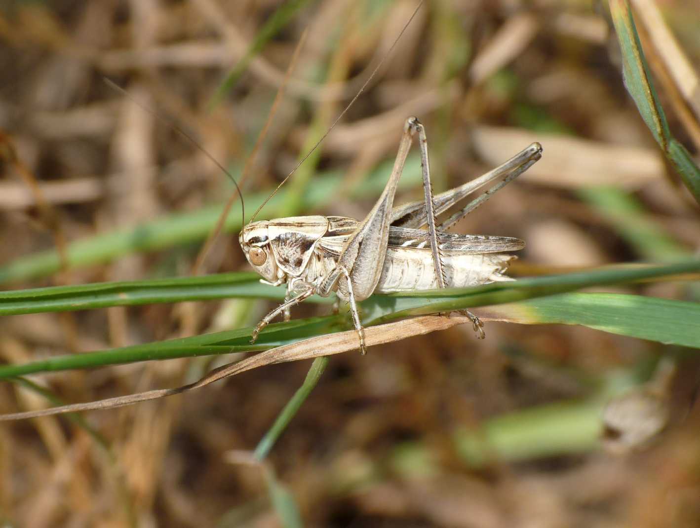 Platycleis (?) minuscola.